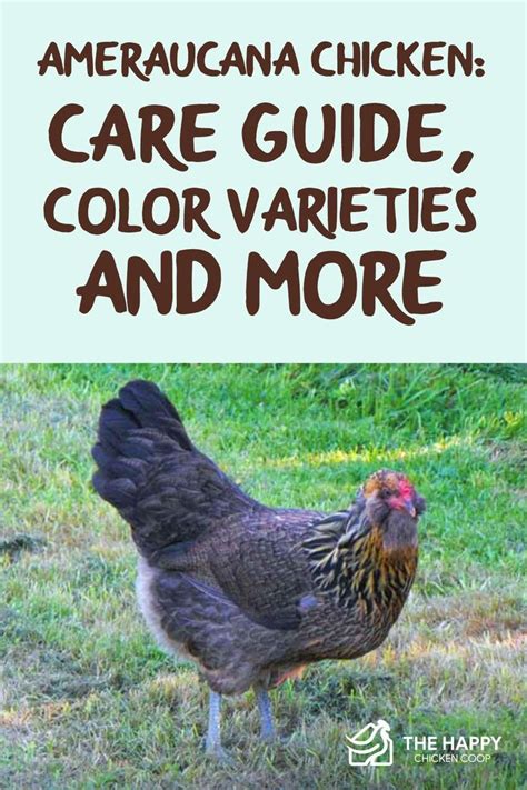 Ameraucana Chicken: Care Guide, Colo.